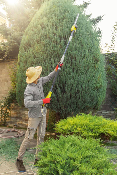 Trusted Leadwood, MO Tree Care  Experts